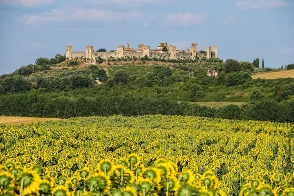 Monteriggioni sulla collina, con un campo di girasoli davanti
